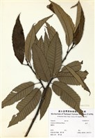 藏品(板栗)的圖片